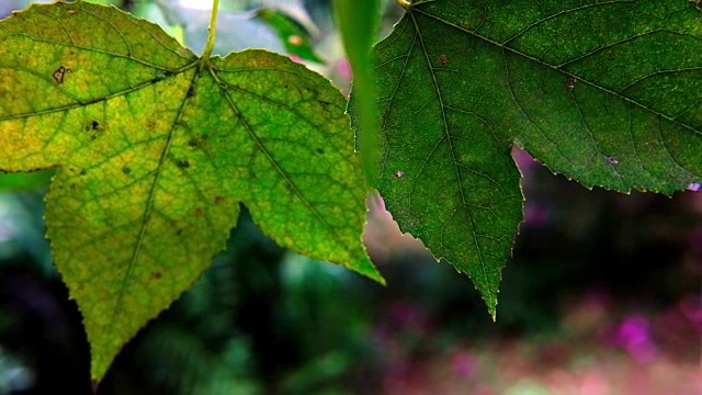 绿色的枫叶。树在森林。春天的自然背景