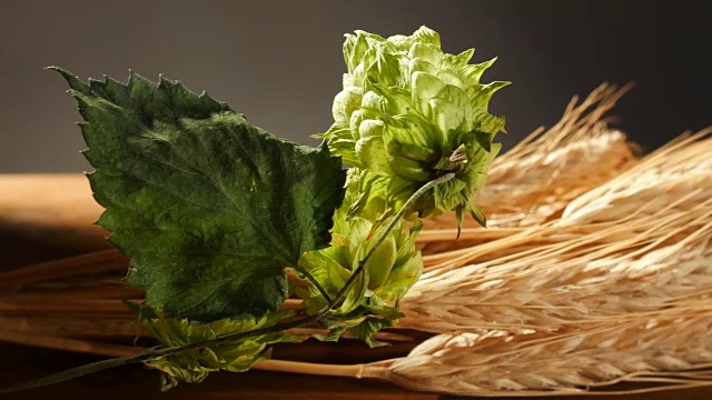 詳情圖-啤酒花和一捆大麥。平底鍋。
