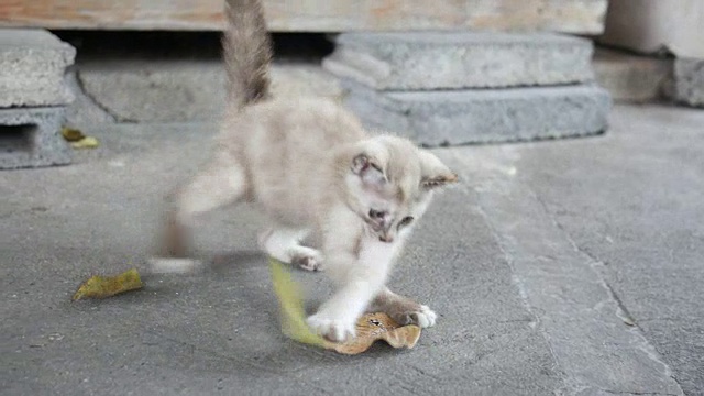 顽皮的小猫，跳跃