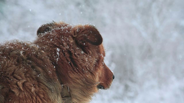 悲伤的狗。降雪。