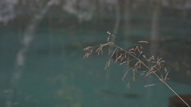 特写的草叶和碧蓝的湖水倒影在树木的背景下