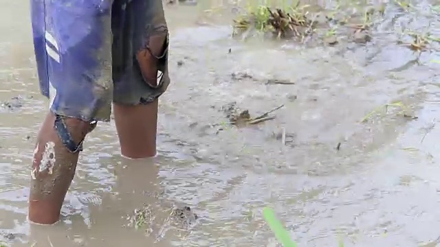 为了种植水稻，人们在水中松地。乌布,印尼巴厘岛