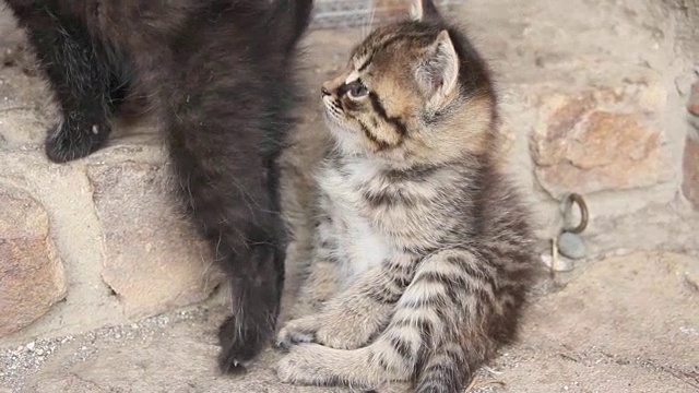 小猫咪在岩石上
