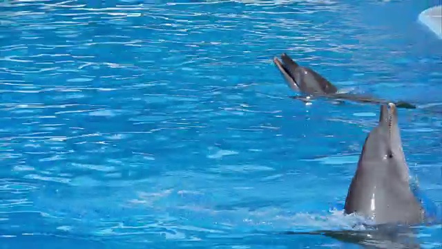 海洋动物，海豚