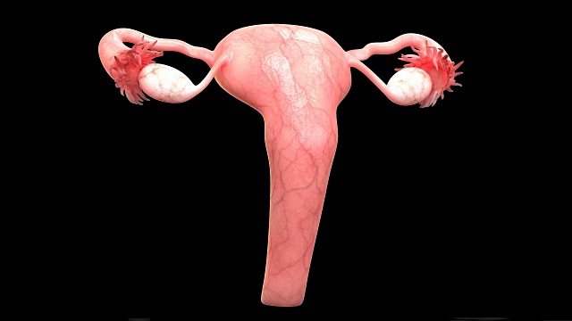 女性生殖系统解剖学