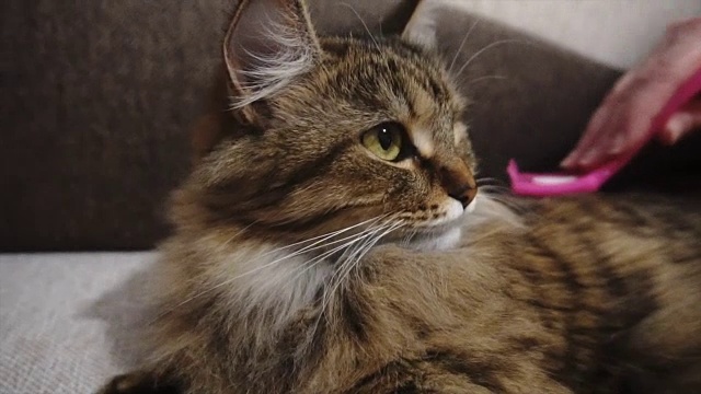详情图-女人给打盹的猫梳毛。灰猫躺在毯子上
