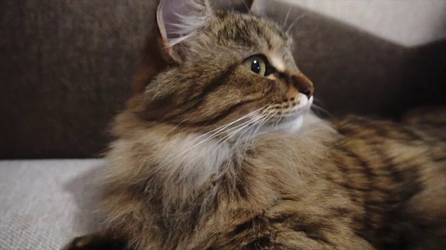 详情图-女人给打盹的猫梳毛。灰猫躺在毯子上