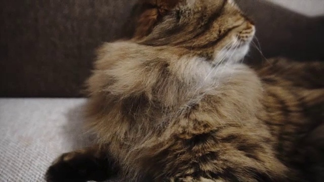 详情图-女人给打盹的猫梳毛。灰猫躺在毯子上