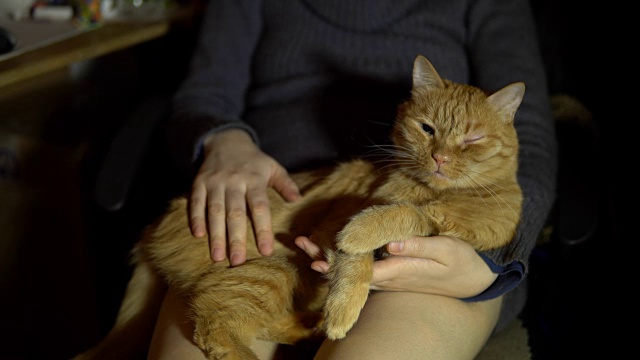 一只红猫躺在某人的膝盖上，手被宠物抚摸着。