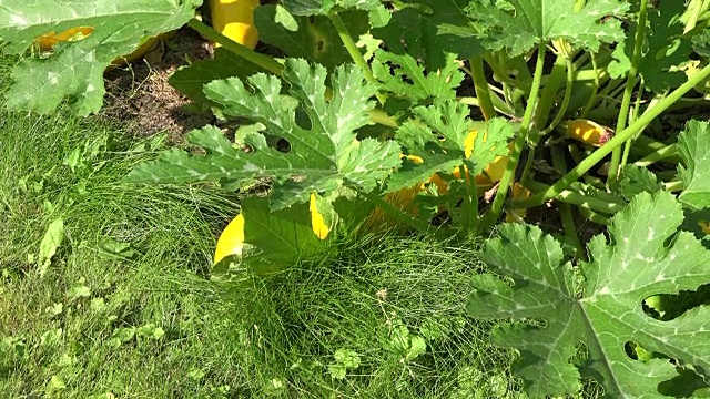 蔬菜园中西葫芦的叶子和果实。天然有机农场植物。倾斜。FullHD