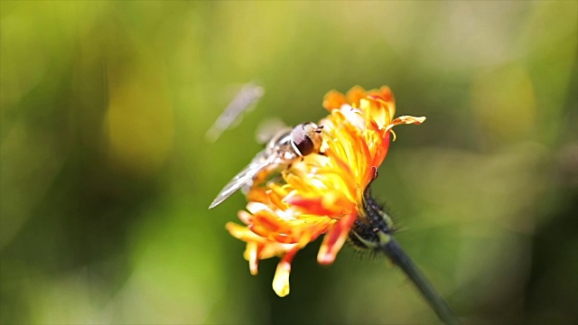 黄蜂从高山绉花收集花蜜