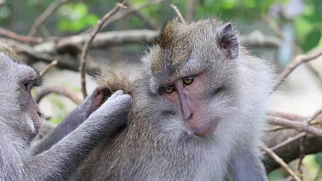 印度尼西亚巴厘岛乌布神圣猴林中的猴子一家
