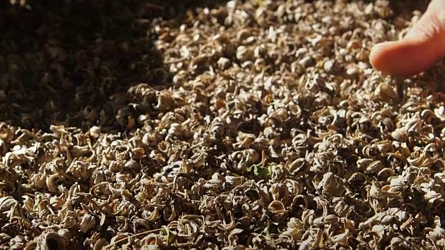 金盏花干花选择收获