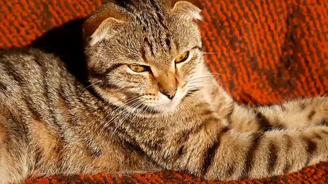 高贵骄傲的猫躺在沙发上。长着蓝灰色皮毛的英国短毛猫