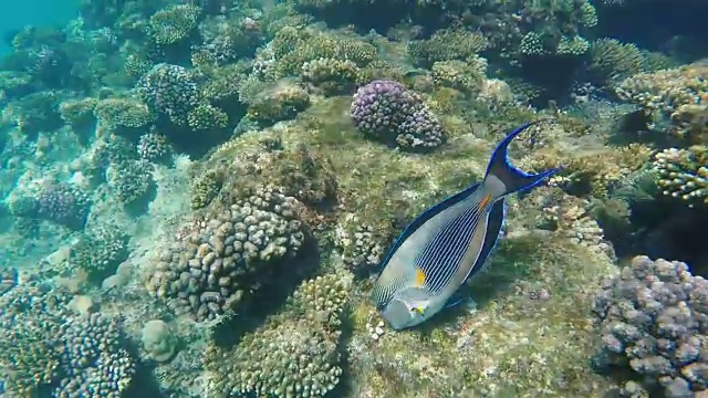水下冲浪线附近的外来鱼