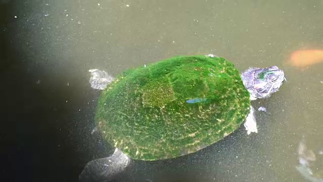 小乌龟在水族馆里游泳