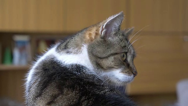 害羞的猫看着慢镜头4k