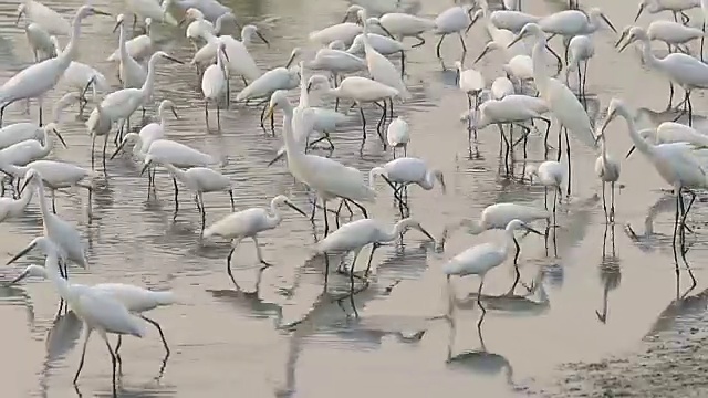 詳情圖-大白白鷺正在覓食