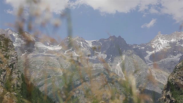 野生中草药杂草在夏季高山草甸的背景下近距离移动机架焦点。高山植物草在山谷中摇曳，白雪皑皑的阿尔卑斯山顶岩石密布，空气清新