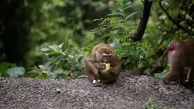 猴子生活在泰国普吉岛的一片天然森林里。