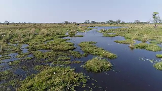 近距离的空中飞过一群鞍嘴鹳，非洲神圣的朱鹭，鹳，白鹭在奥卡万戈三角洲的河流边缘，博茨瓦纳