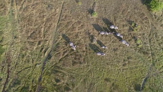 高空鸟瞰一群在奥卡万戈三角洲沼泽草原上行走的大象，博茨瓦纳