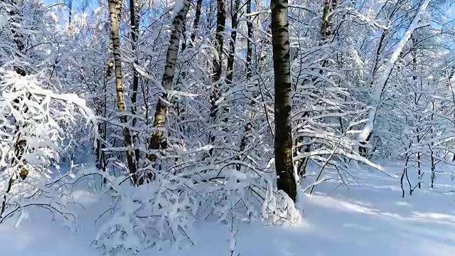 森林里白雪皑皑的树枝。冬天的童话背景