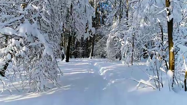 森林里白雪皑皑的树枝。冬天的童话背景