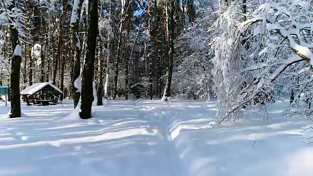 详情图-森林里白雪皑皑的树枝。冬天的童话背景