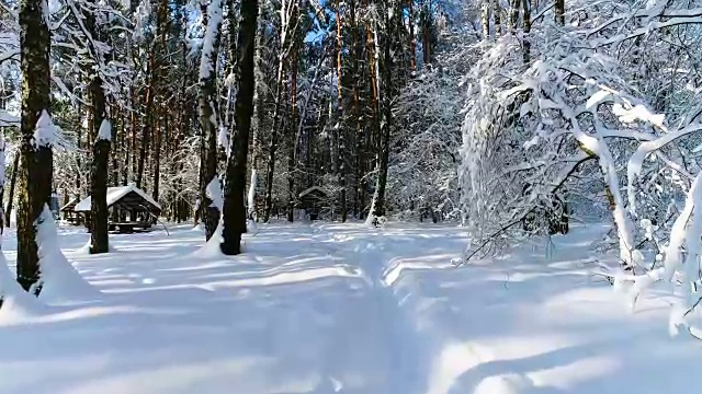 详情图-森林里白雪皑皑的树枝。冬天的童话背景