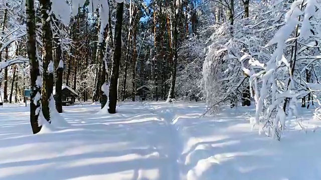 详情图-森林里白雪皑皑的树枝。冬天的童话背景