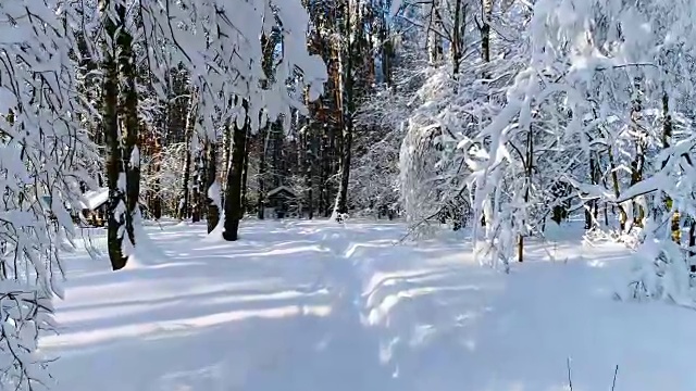 详情图-森林里白雪皑皑的树枝。冬天的童话背景