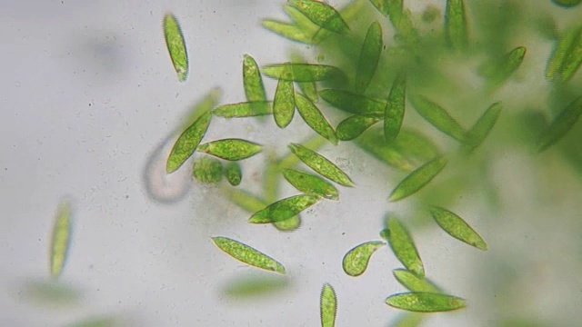 Euglena是一种单细胞鞭毛虫真核生物。