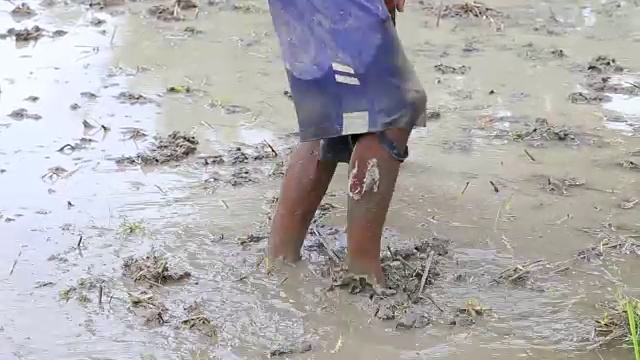 为了种植水稻，人们在水中松地。乌布,印尼巴厘岛