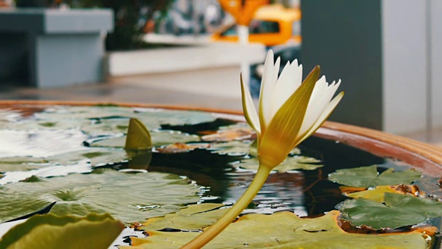 人工池塘中的装饰花园百合。美丽的白色装饰花在一个小人工水库
