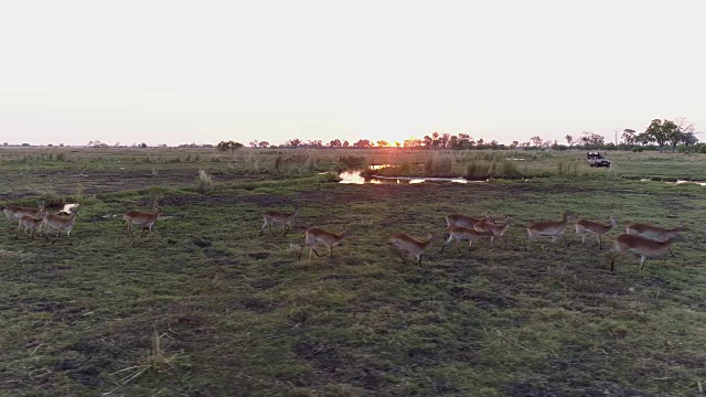 背光鸟瞰羚羊群奔跑在奥卡万戈三角洲与4x4狩猎车在背景，博茨瓦纳