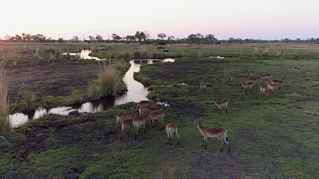 背光鸟瞰羚羊群奔跑在奥卡万戈三角洲与4x4狩猎车在背景，博茨瓦纳