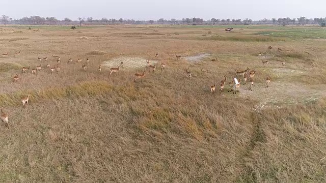 鸟瞰图羚羊群奔跑在奥卡万戈三角洲与4x4狩猎车在背景，博茨瓦纳