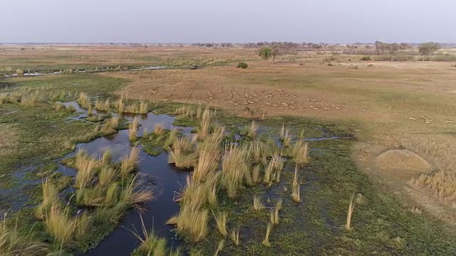 高空鸟瞰羚羊群奔跑在奥卡万戈三角洲与4x4狩猎车在背景，博茨瓦纳