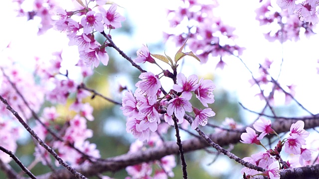 美丽的野生喜马拉雅樱花，泰国樱花。