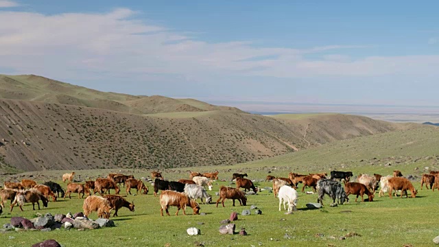 在蒙古国西部察格杜尔特天然山区的草原上放牧的山羊