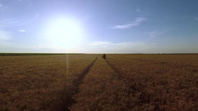 一位老农在日落时分走在麦田里检查庄稼。