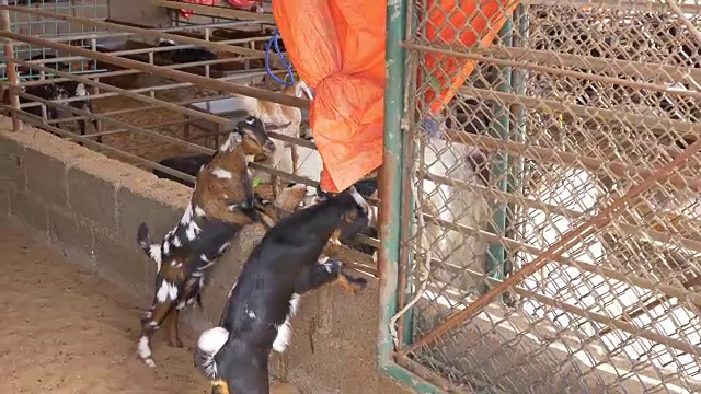 详情图-两只小山羊用后腿站立玩耍