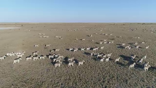 从空中俯瞰，一大群斑马正在广袤的博茨瓦纳Makgadikgadi草原上迁徙