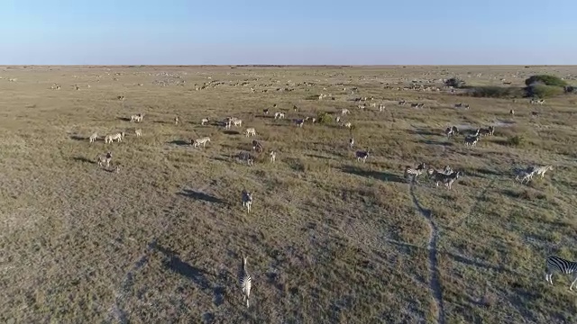 近距离的空中鸟瞰，一大群斑马在广袤的博茨瓦纳Makgadikgadi草原上迁徙