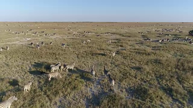 近距离的空中鸟瞰，一大群斑马在广袤的博茨瓦纳Makgadikgadi草原上迁徙