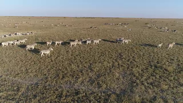 空中特写镜头，一大群斑马在广袤的博茨瓦纳Makgadikgadi草原上迁徙