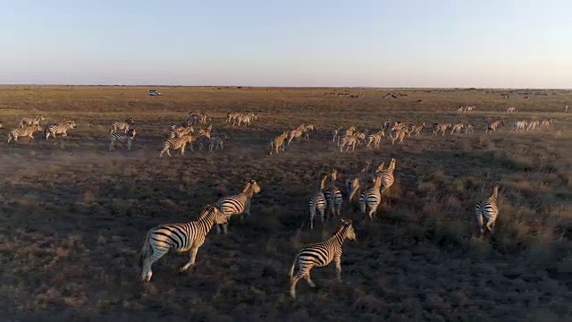 在博茨瓦纳的Makgadikgadi草原上，一辆4x4旅游游猎车在空中平移斑马的迁徙