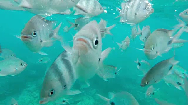 热带鱼群，带蝴蝶鱼，水面在背景，印度洋，毛里求斯