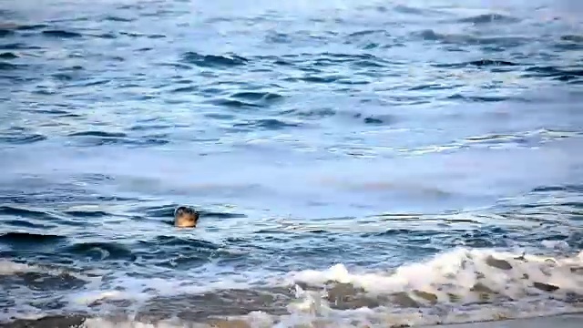 在加州拉霍亚海滩游泳的海狮